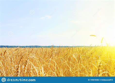 Golden Wheat Field With Blue Sky Golden Wheat Field In Summer Sunrise