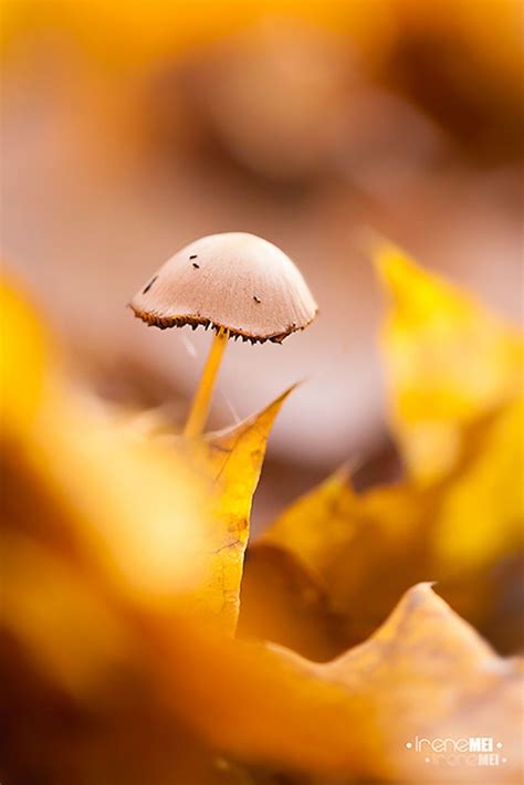 7 Handy Tips For Capturing Great Autumn Bokeh Contrastly Fungi