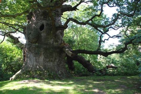 tree reasons why ancient oaks survived the felling of ancient forests in britain ancient yew