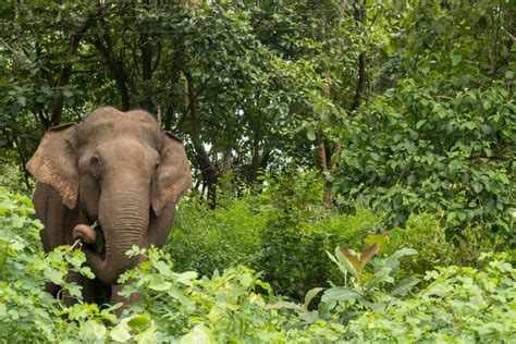 Animales De La Selva Características Qué Comen Hábitat Ejemplos