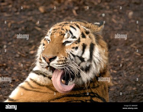 Amur Tiger Licking Itself Stock Photo Alamy