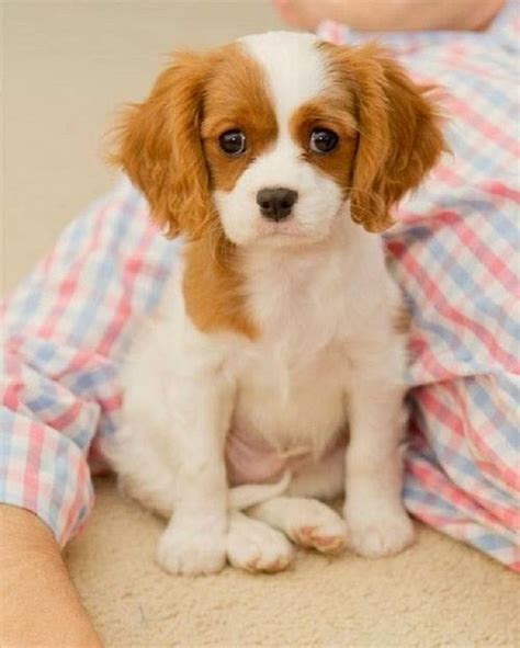 Best Small Dog Breeds For Kids Cute Spaniel Puppies