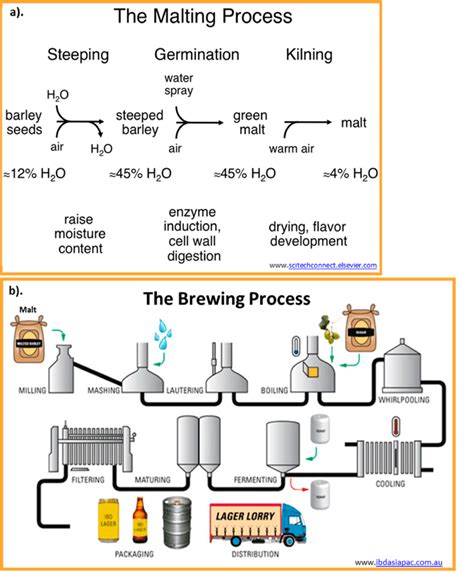 The Stages Of Malting And Brewing Through To Packaging 59 Reproduced