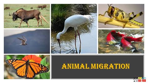 Animal Migration Fun With Science