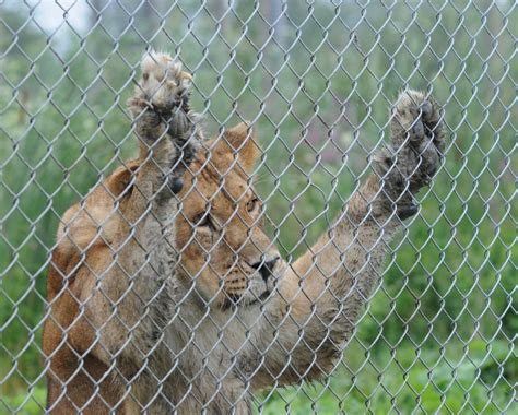 Last Chance For Animals Zoos