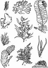 Algae Designlooter Ectocarpus Ulva Fucus Characteristic Alaria Sargassum Multicellular Trichodesmium sketch template