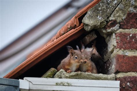 How To Get And Keep Squirrels Out Of Your Attic Varment Guard