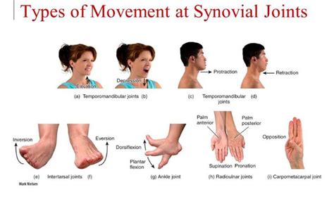 Movements Of Synovial Joints Synovial Joint Temporomandibular Joint