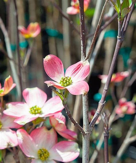 Redbud trees, missouri river, nebraska photography, springtime nature photography, pink flowers, country home decor, traudt. Take a look at this Live Pink Dogwood Tree today! | Pink ...