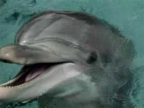 Animals Breathe In Many Ways (clip) - YouTube