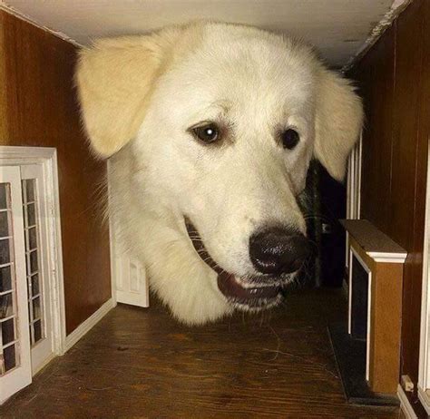 Check spelling or type a new query. Heckin big doggo or heckin big bamboozle? : rarepuppers