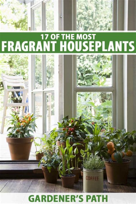 17 Of The Most Fragrant Plants To Grow Indoors Gardeners Path
