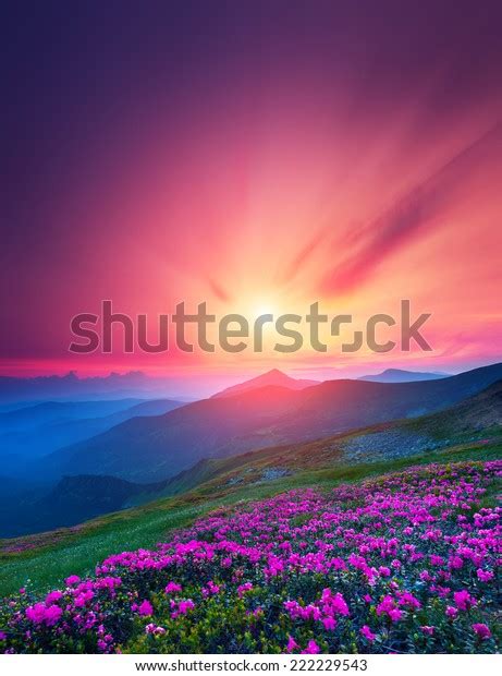 Magic Pink Rhododendron Flowers On Summer Stock Photo Edit Now 222229543