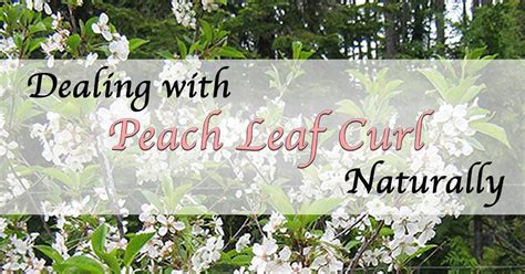 Leaf Curl Organic Treatment