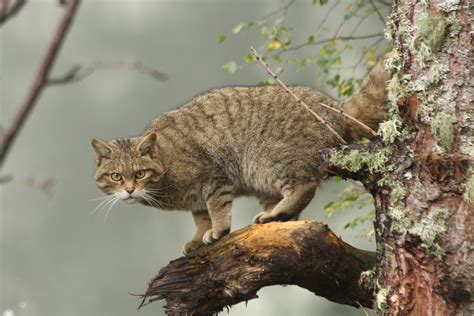 Scottish Wildcat Scotland Terra Incognita Ecotours