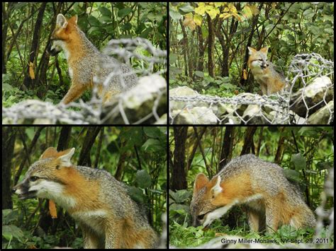 Photography By Ginny September 29 2011 The Gray Fox Pups
