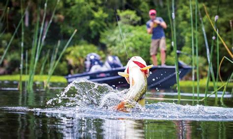 The Ultimate Beginners Guide To Bass Fishing - Best tips & guide