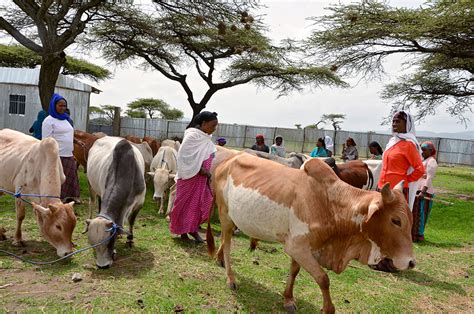 Womens Cooperatives Boost Agriculture And Savings In Rural Ethiopia