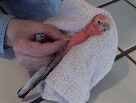 The Splendid Bourke Bird Blog: TRIMMING PARAKEET NAILS OR ...