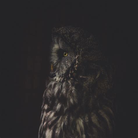 Dark Owl Wallpapers Top Những Hình Ảnh Đẹp