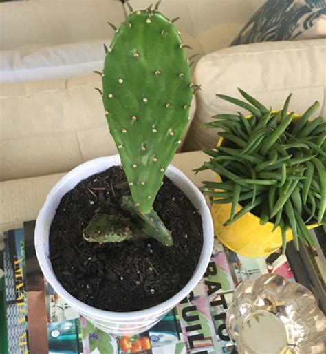 To get a head start on growth with a slow growing cactus and reach flowering age quicker. ARTmonday: Cactus Paintings - StyleCarrot