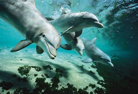 8 Species Of Adorable Cetacean Britannica