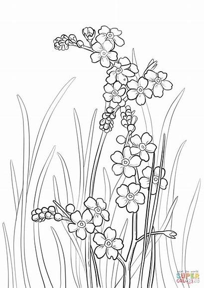 Forget Coloring Alpine Pages Flower Flowers Drawing