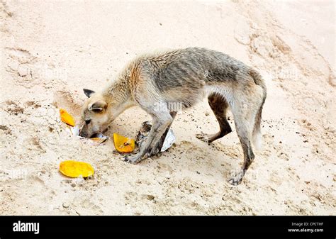 A Starving Dog Feasts On Scraps On A Beach On An Island Near El Nido
