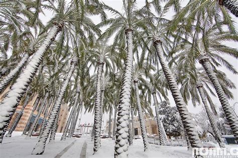 20 Spectacular Sights From The Israeli Winter And Spring Nature Palm