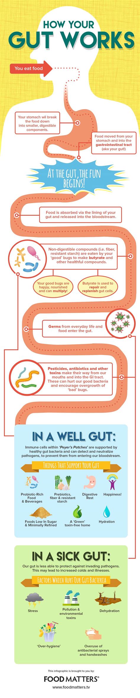 How To Understand Your Gut And Keep It Healthy Daily Infographic