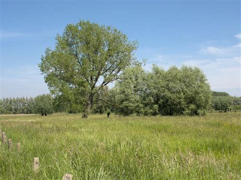 Sunny Meadow With Tree In The Flemish Countryside Stock Photo Image