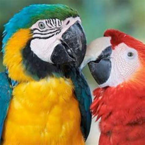 Ships from and sold by amazon.com. Buy Parrots and Exotic Pets - Parrots of the World - Pet ...