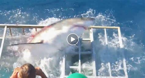 Jaw Dropping Video Shows Shark Getting Inside A Shark Cage