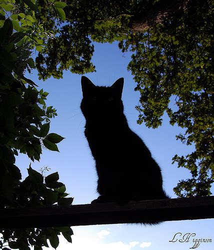 Free 35 tree silhouette stamps. 17 Spooky Pictures of Cat Silhouettes
