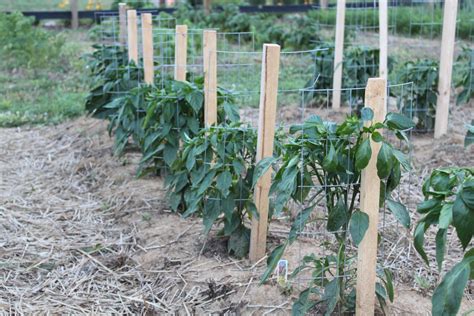 Look at how much money they've made and how many games they've played. Tomato staking styles | Bunnings Workshop Community