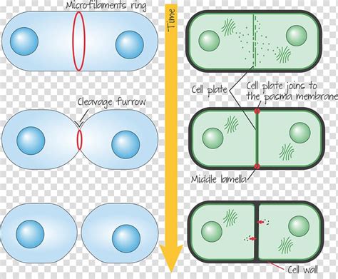 Cytokinesis in Animal Cells Plant cell Telophase, plants ...