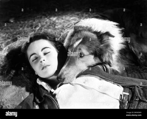 Courage Of Lassie 1946 Elizabeth Taylor Cols 004 Stock Photo