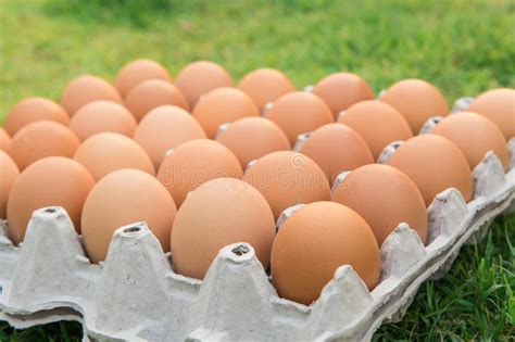 Brown Chicken Egg Stock Image Image Of Eggs White Dozen 52656903