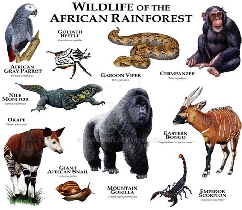 African Rainforest By Rogerdhall On Deviantart African Rainforest