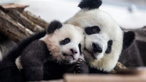 Giant Pandas No Longer Endangered Stao