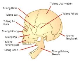 Check spelling or type a new query. Sistem Gerak Pada Manusia - Rangkuman Makalah dan Fungsinya
