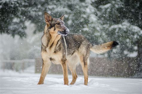 My German Shepherd Loves The Snow Pics