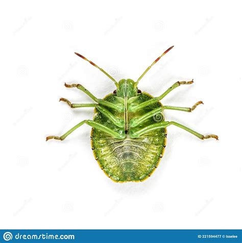 Final Stage Nymph Of A Green Shield Bug Insect Stock Image Image Of