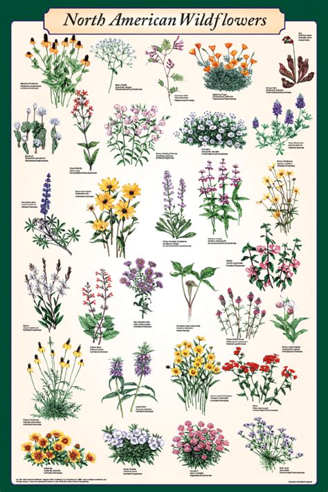 North American Wildflowers Poster Flower Posters Prints Art