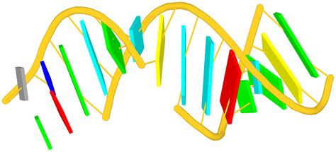 3dna Homepage Nucleic Acid Structures