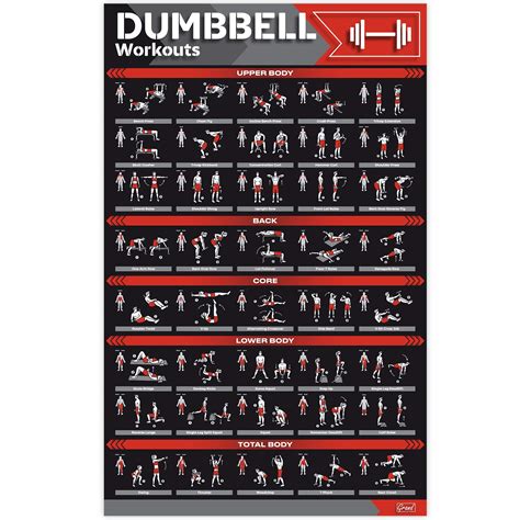 Buy Laminated Large Dumbbell Workout Poster Perfect Dumbbell Exercise Poster For Home Gym