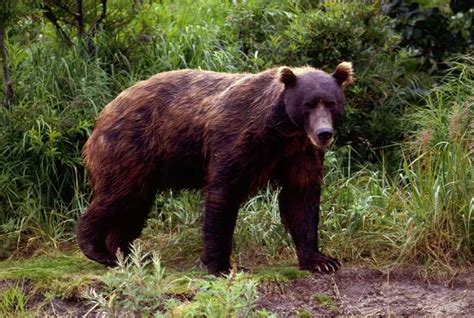 Filebrown Bear In Spring Wikipedia