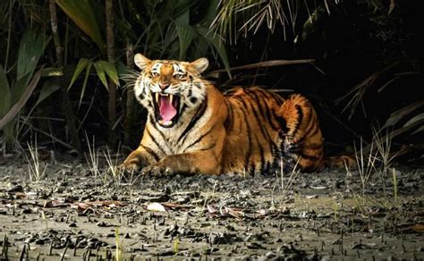 Free Photo Rescued Royal Bengal Tigers Release In Sundarban
