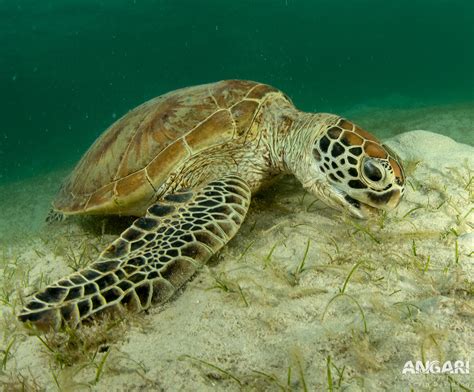 Green Sea Turtle Eating Seagrass Angari Foundation