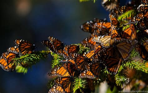 The Best Of The Best Of Bing Butterflies Wallpapers For Desktop